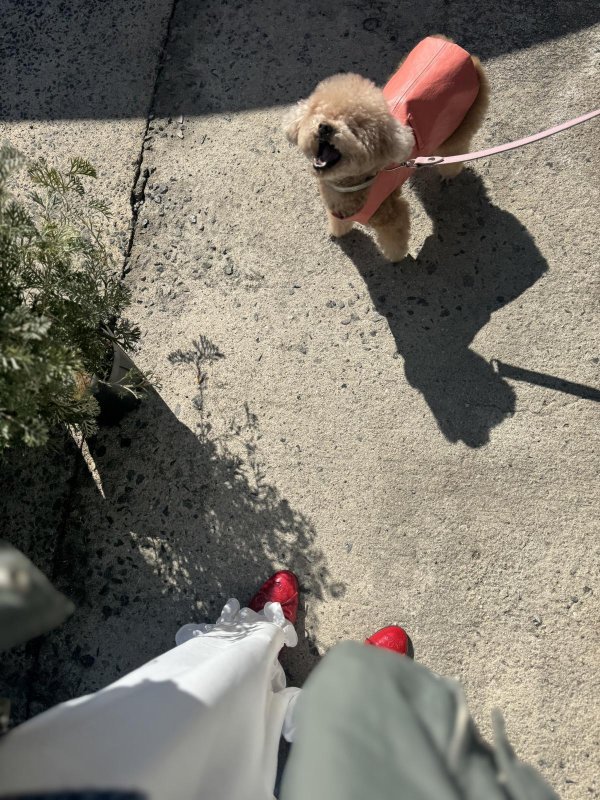 画像12: Suzuran Pants (12)